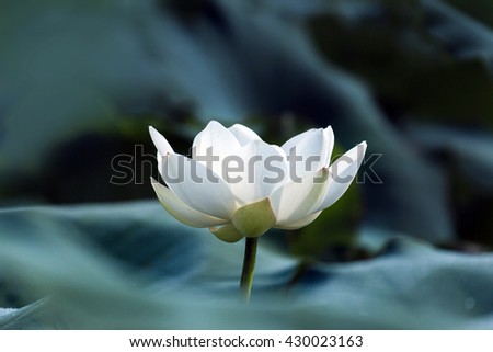 blooming white lotus flower with green leaves