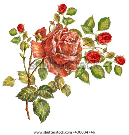 Rose color pencil, red roses button, bouquet, watercolor