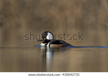 A drake Hooded Merganser swims along in the early morning sunlight on a calm pond.