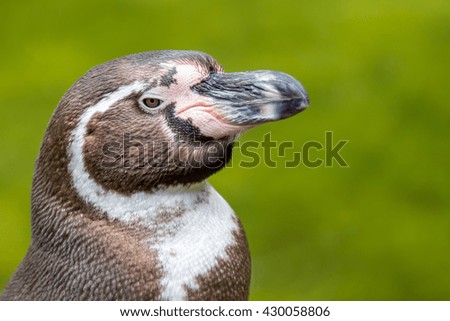A close image of a Humboldt Penguin - Spheniscus humboldti 