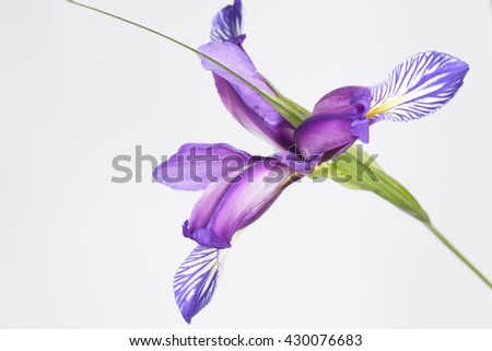 A Japanese irises