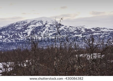 Landscape Picture of the taiga forest or bush in the north Norwegian scandinavian mountains during the early spring time. Small birch trees without leaves, countryside is still covered by snow and ice