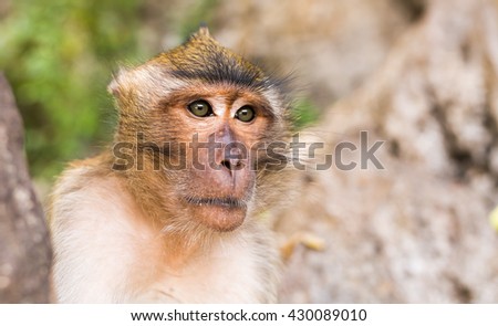 Monkey face close up