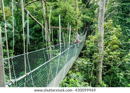 canopy bridge in taman negara, malaysia Royalty-Free Stock Photo #430099969