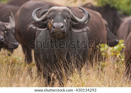 African buffalo, Cape buffalo, Syncerus caffer, Kruger national park, South Africa
