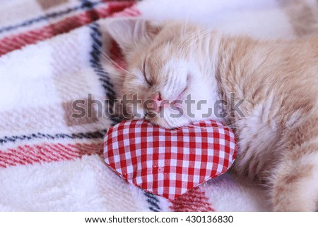 Orange furry kitten sleeping on red checkered fabric heart; abandoned cat finds a loving home background with copy space