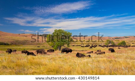 Bison on grasslands, Custer State Park, South Dakota, USA Royalty-Free Stock Photo #430149814