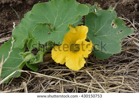 flower of pumpkin