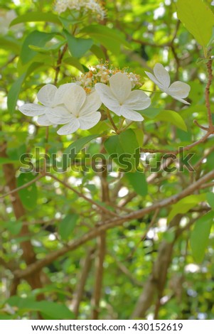 Qiong hua flower (Viburnummacrocephalum f. keteleeri)
