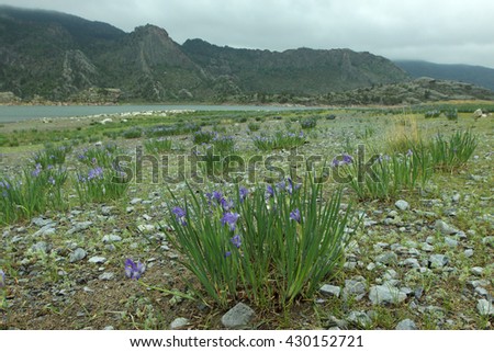 mountain, lake, tourism, travel, flowers, iris, holiday, nature, summer, clouds, sky, purple,  green, river, water, cloudy