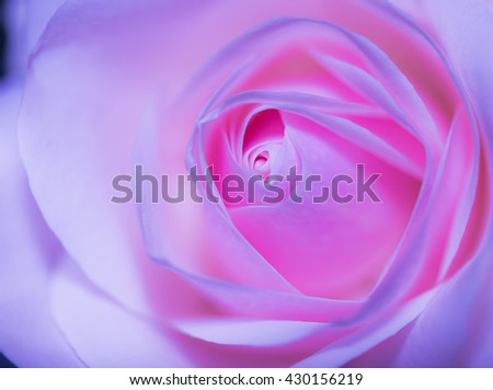 Beautiful pink rose on a soft background with shallow depth of field and focus the centre of rose flower in filter color