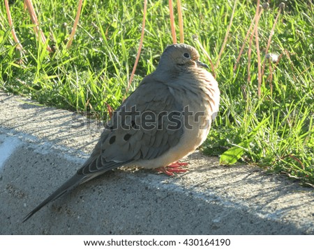  A picture of a Dove sitting on a sidewallk
