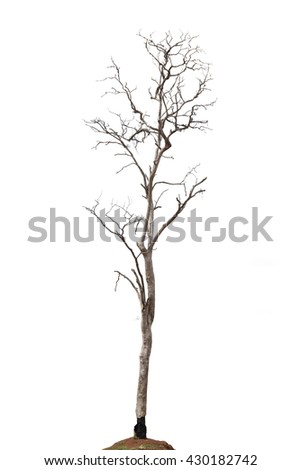 Old and dead tree isolated on white background with clipping path