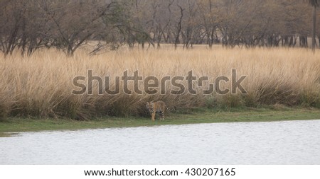 This  is a picture of the Indian tiger which took in natural habitat. Tiger is walking on waterside big lake. It is an excellent illustration in the soft light which shows wild life.