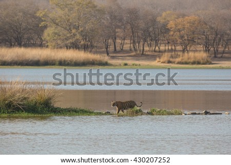 This  is a picture of the Indian tiger which took in natural habitat. Tiger is crossing lake. It is an excellent illustration in the soft light which shows wild life.