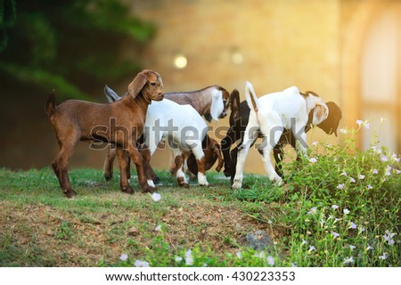 goat jumping natural background.