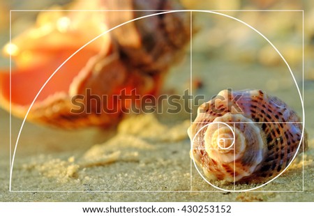 Beautiful seashells on the beach, close up. Golden Ratio concept Royalty-Free Stock Photo #430253152