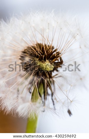 Dandelion flower seed