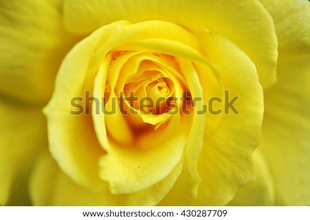 Beautiful Yellow Rose Flower Such As Background