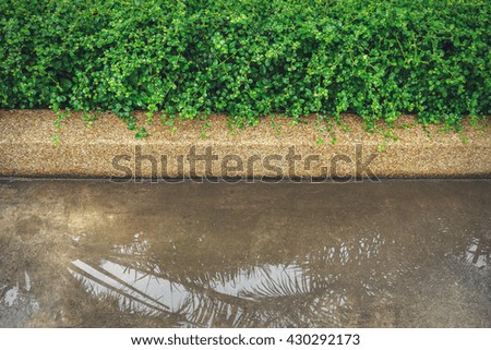 Green hedge or Green Leaves Wall and tree shadow