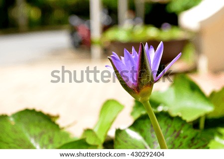 Purple lotus, Korat Thailand.