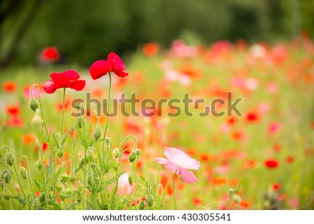 Beautiful poppy field on a cloudy spring day, selective focus