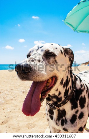 Cute and Happy Dalmatian Dog on the beach of the sea at the summer sunny day