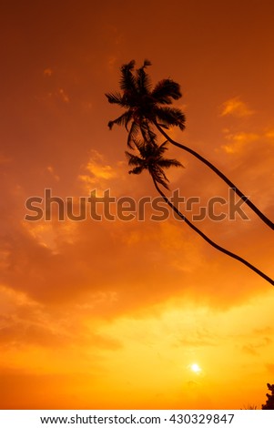 Palm trees silhouettes on tropical beach at sunset light