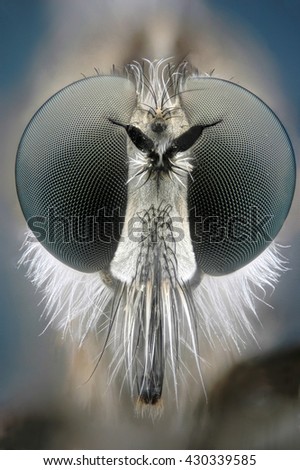 Micrograph of the head of predatory fly made with the technique of stacking
