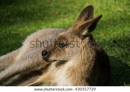 Kangaroo having a nap