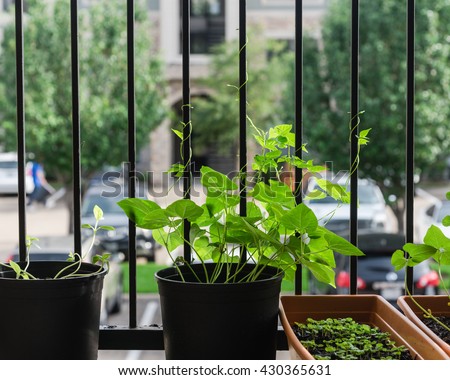 Home grown organic vegetable, bean in the pots over the apartment patio/terrace/balcony/porch in Houston, Texas. Urban farm and container gardening concept. Great for agriculture publication.