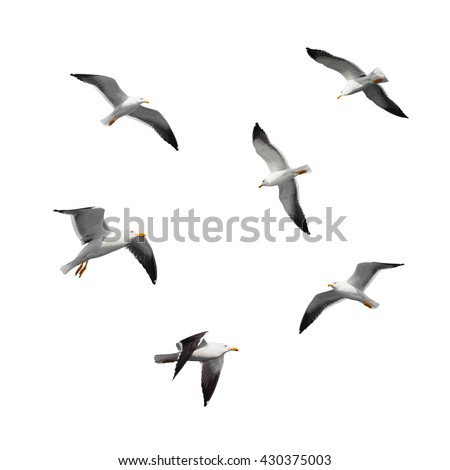 Great black-backed gulls. Set of big flying seagulls isolated on white background Royalty-Free Stock Photo #430375003