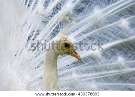 Portrait of a white peacock with tail dissolved