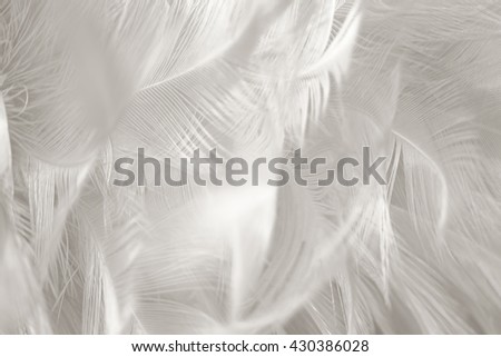 Black and white vintage color trends chicken feather texture background