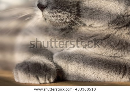 Close up of a gray british shorthair cat lying, low evening light, selective focus