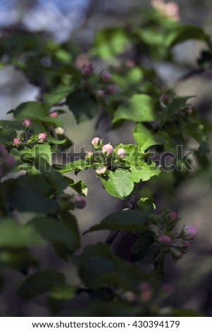 Apple flowers, retro photo filter effect