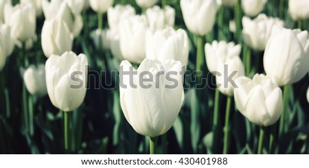 White tulips on the flowerbed. Aged photo. Macro. Spring floral background. White tulip flowers. Vintage effect. Closeup. White tulips on a nature background. Wide format.