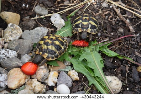 Baby small turtle "Testudo hermanni"