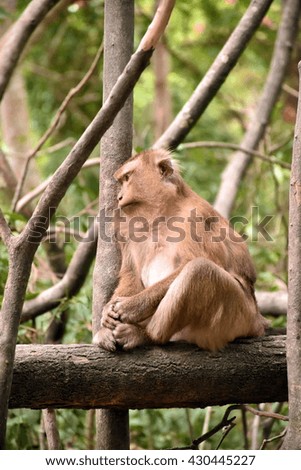 monkey sitting on  branch the tree