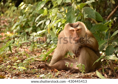 monkey sitting in the wild