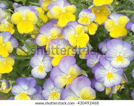 Viola tricolor pansy, flower bed bloom in the garden.