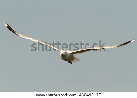 Larus cachinnans - caspian gull in flight , adult photodraphed in Sfantu Gheorghe, Danube Delta, Romania