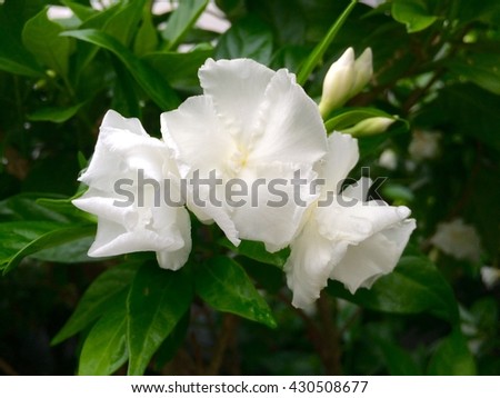 beautiful white flower with green leaves, Gardenia flower