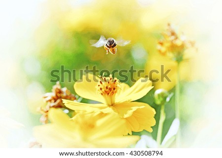 Vintage photo of yellow wild flower with bee in the garden