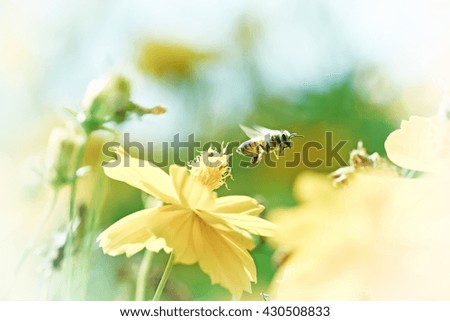 Vintage photo of yellow wild flower with bee in the garden