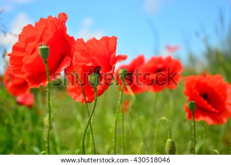 Close-up of red poppy flowers in summer. Very low depth of field
