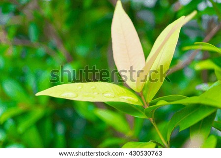 Picture of close up drop of water on green leaf. Green nature view for using as background or wallpaper.