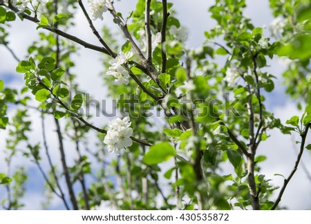 Flowering branches of apple trees against the blue sky 