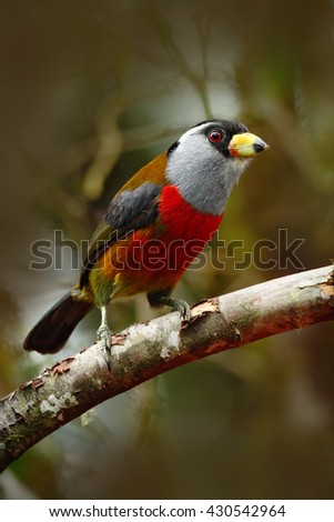 Beautiful bird from tropical forest. Exotic grey and red bird, Toucan Barbet, Semnornis ramphastinus, nature from Bellavista, Ecuador.