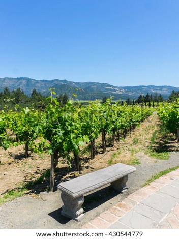 A vineyard view with a stone bench in front in a clear blue sky day in summer time